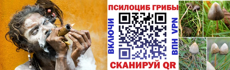 хочу наркоту  Богородицк  Псилоцибиновые грибы Psilocybe 